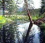 bnp-cave-and-basin Be surrounded by the wilderness of the Cave and Basin.