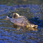 bnp-fish Fish spawn in the waters.