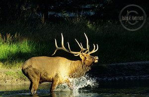 elk11 300x195 Cougar Kill Closes Cascade Ponds
