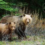 grz0508_momcubgrizzly grz0508_momcubgrizzly