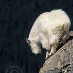 wildlife28 wildlife281 150x150 Eating in Banff – Masala Indian Restaurant