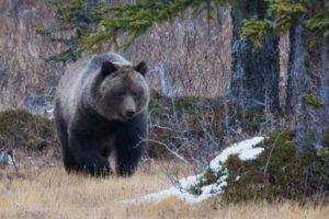 Grizzly Bow summit.ashx Grizzly Bow summit.ashx 300x200 Jasper National Park Wildlife Videos